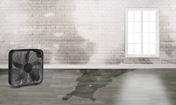 Best Water damage contractors near me  in Howard City, MI