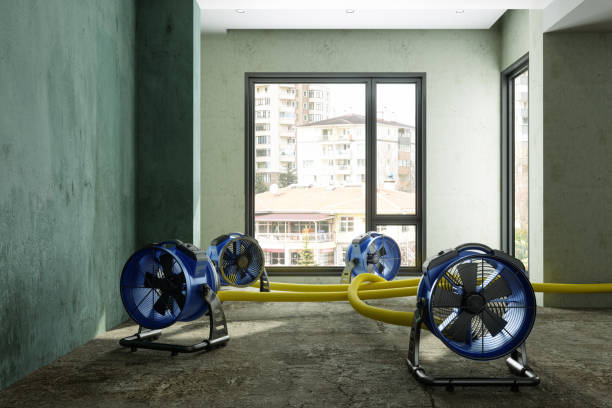 Best Mold removal after water damage  in Howard City, MI